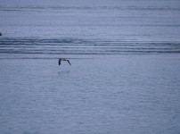 일광 해변- 비상하는 물새